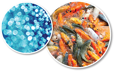 Fish and Shrimp Farming Treatment